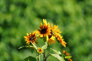 Colorful Little Becka (helianthus annuus) sunflower in full bloom