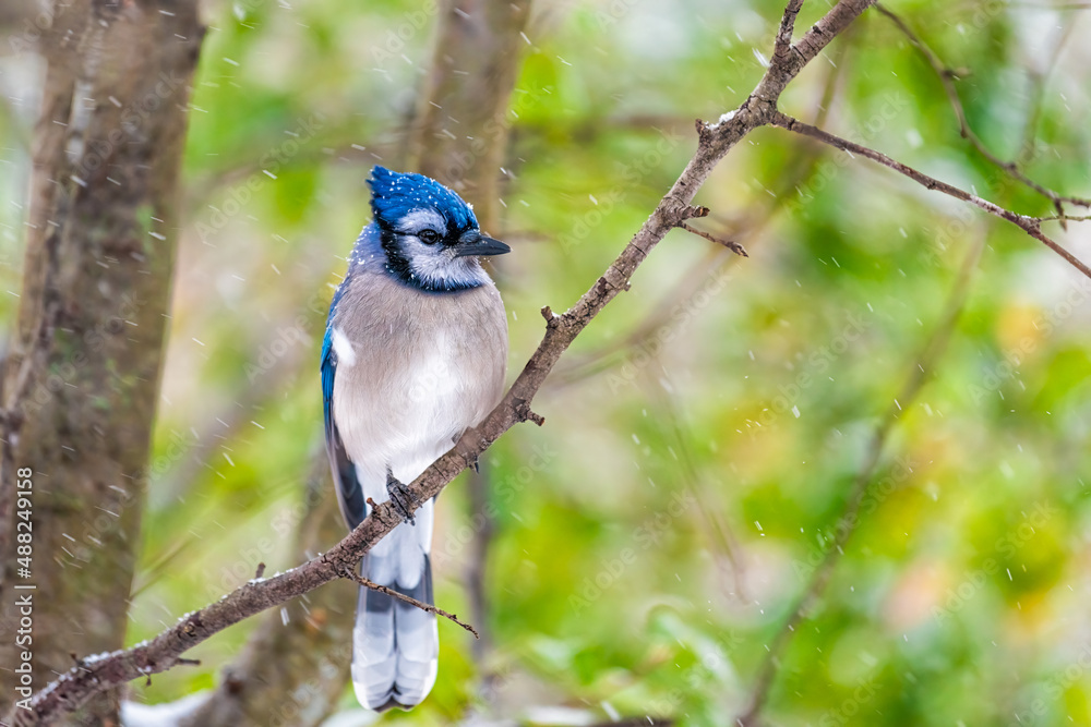 Wall mural One single blue jay Cyanocitta cristata bird closeup perching on tree branch during autumn fall snow winter weather in Virginia with snowflakes falling and green leaves background