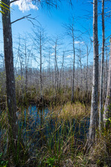 Cyprus Swamp Everglades South Florida