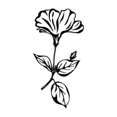 Hand drawn black color hibiscus flower