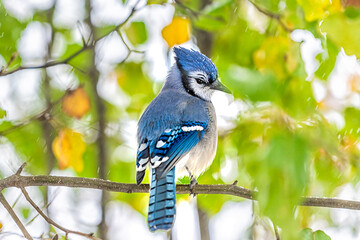 One blue jay Cyanocitta cristata bird closeup sitting on tree branch during autumn fall snow winter weather in Virginia with snowflakes falling and green leaves background