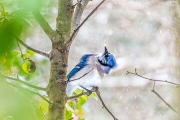 Blue jay Cyanocitta cristata bird closeup on tree branch cleaning shaking winter snow flakes off feathers in cold weather in Virginia fluffing puffed up motion action