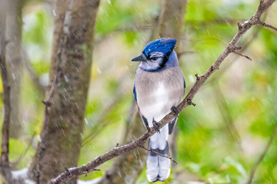 One blue jay Cyanocitta cristata bird closeup perching on tree branch during autumn fall snow winter weather in Virginia with snowflakes falling and green leaves background