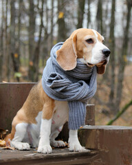 beagle dog in a scarf