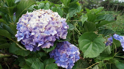 Fototapeta premium flowers in the garden