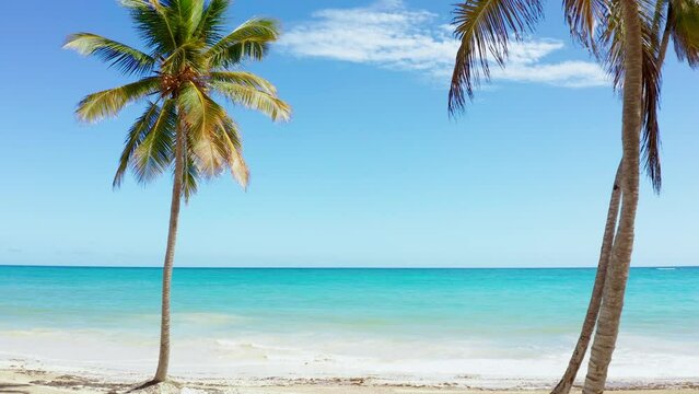 Palm trees with coconuts on a sandy beach on a sunny day. Beautiful turquoise sea under bright blue sky. Seascape of nature. Bright journey along the tropical coast.