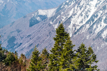 Obraz premium Takayama, Japan closeup view in Shinhotaka Ropeway in Gifu Prefecture mountains national park with green evergreen pine trees on peak in Japanese Alps