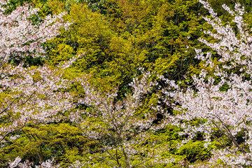 Kyoto, Japan white pink cherry blossom sakura in springtime with blooming flowers in Arashiyama area with closeup abstract pattern background of maple trees in spring forest
