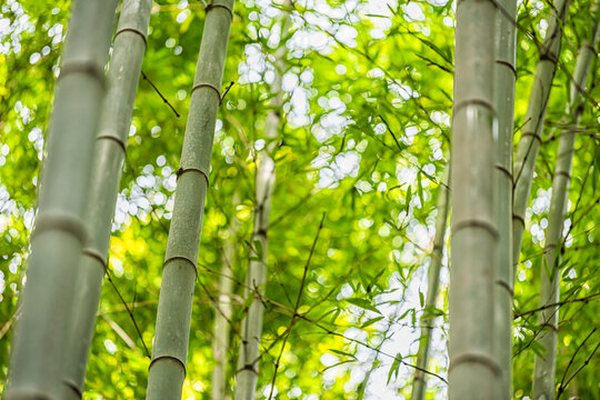 Kyoto, Japan Arashiyama bamboo grove forest park garden with low angle view looking up closeup of stalks plants leaves foliage on sunny spring day with nobody