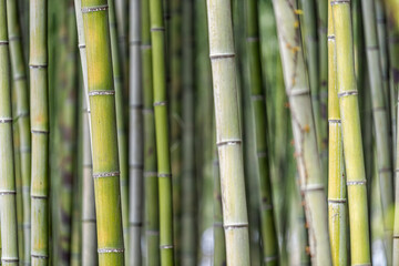 Kyoto, Japan Arashiyama bamboo grove forest park garden closeup pattern of stem grove stalks as background wallpaper green color