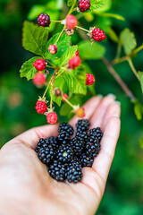 Hanging black and red ripe unripe blackberries on plant bush garden farm with woman hand picking holding edible wild fruit vertical view