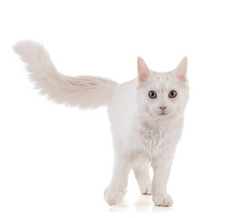 Young maine coon cat looking straight ahead