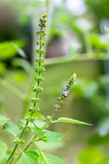 African blue spice basil variety cultivar growing flowering in spring or summer closeup macro with bokeh blurry background and purple flowers
