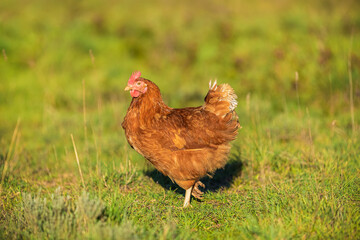 Portrait of a free-range hen