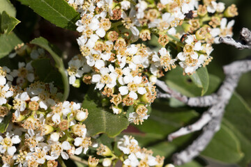 White flowering racemose panicle inflorescence of Heteromeles Arbutifolia, Rosaceae, native perennial monoclinous evergreen arborescent shrub in the San Gabriel Mountains, Summer.