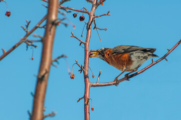 American Robin eating berries from a crabapple tree in the spring.