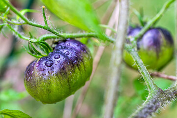 Macro closeup of two unripe shiny wet with water dew deops heirloom black tomatoes hanging growing on plant vine in garden shallow depth of field bokeh