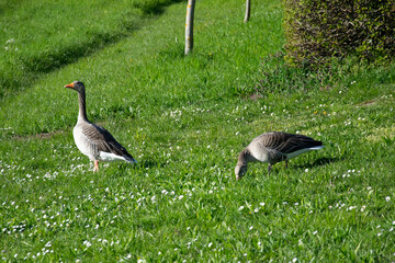 goose on the grass
