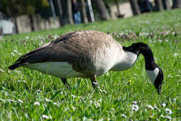 country goose on the grass