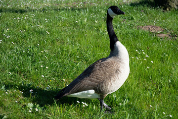country goose on the grass