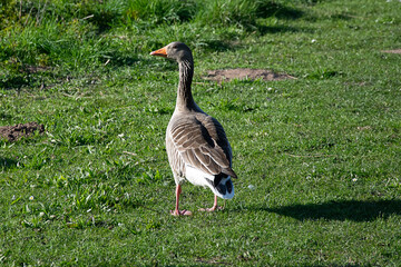 goose on the grass