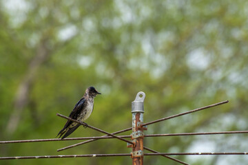 Female Purple Martin sitting on a pole.