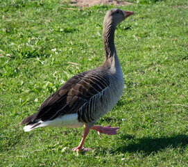 goose on the grass