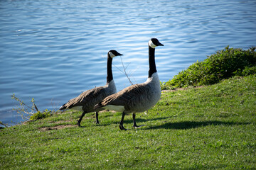 goose on the beach