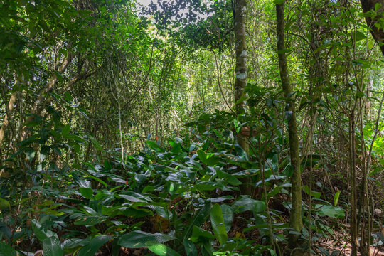 Paisagem da natureza com mata tropical fechada 