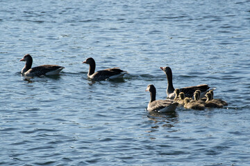 Fototapeta premium family of geese