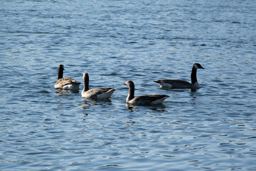 Fototapeta premium country goose family