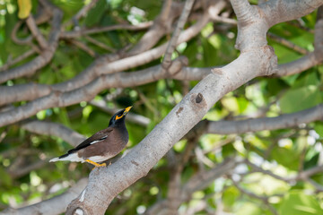 Common myna perched on a tree branch in Hawaii