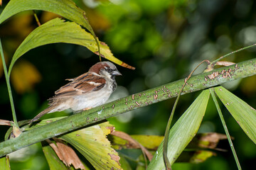 Male House sparrow perched on a tree branch.
