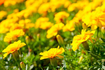 Belas flores amarelas no jardim, jardinagem do parque, flores com fundo desfocado, flores amarelas com fundo desfocado