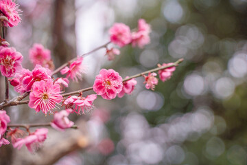 キラキラ玉ボケが綺麗な梅の花