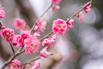 キラキラ玉ボケが綺麗な梅の花