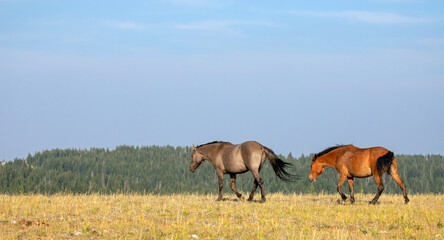 Silver Gray Grullo stallion and Bay mare wild horse mustangs on Sykes Ridge in the Pryor Mountains in Montana United States