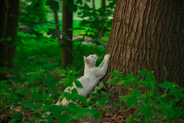 white cat in the wild forest environment space of green plants, animal theme model elegant posing