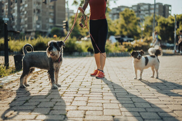 Unrecognizable woman walking her dogs on a leash in the park