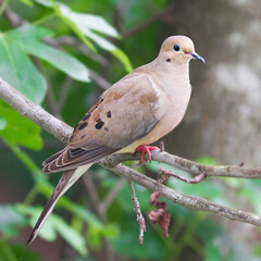 Portrait of Mourning Dove 