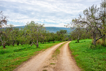 Fototapeta na wymiar Apple orchard fruit trees in fall farm countryside with footpath tractor road through garden rows green grass in Virginia mountains