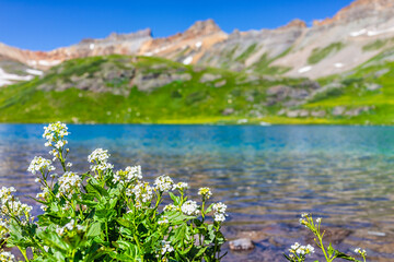 Closeup of white bittercress or horseradish flowers and ice lake blue water in background near...