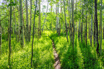 Quaking aspen forest in Sunnyside Trail in Aspen, Colorado in Woody Creek area summer with lush green foliage and footpath road path on sunny day and nobody