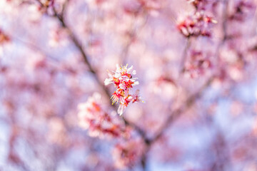 Pink vibrant bright cherry blossom sakura trees isolated against bokeh background and blue sky with flower petals in spring springtime in Virginia