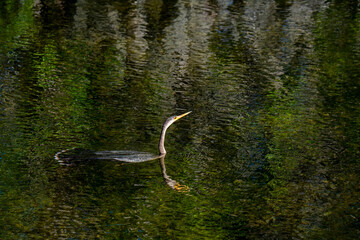 Anhinga swimming and looking for a fish to spear with its bill in the Florida everglades.