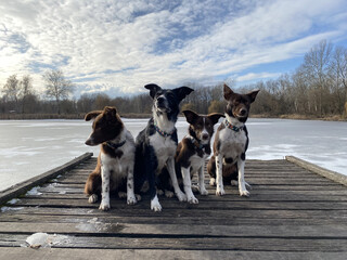 Cute puppies caught near the Frozen lake bridge