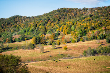 Grass-fed cows herd grazing at rolling hills by autumn forest mountains pastoral landscape in farm...