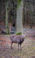 a Wild danish Red Deer with Big horns