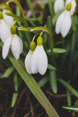 Fototapeta premium spring snowdrop flowers