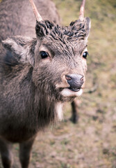 Fototapeta premium a Wild danish Red Deer with Big horns
